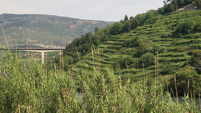 Train ride along the Douro valley