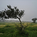 Penedos, Tree in the mist
