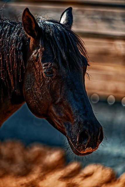 20240331_cooper ranch südharz (d800)