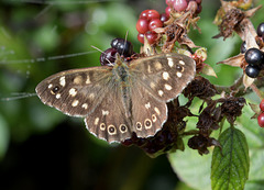 The Specked Wood