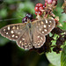 The Specked Wood