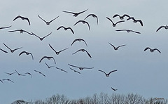 Greylag Geese