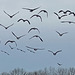 Greylag Geese