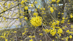 Cornus mas