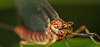 Die  Feuerfarbene Eintagsfliege (Serratella ignita) hat mich angeschaut :))  The fiery-red mayfly (Serratella ignita) looked at me :)) L'éphémère rouge feu (Serratella ignita) m'a regardé :))