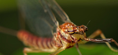 Die  Feuerfarbene Eintagsfliege (Serratella ignita) hat mich angeschaut :))  The fiery-red mayfly (Serratella ignita) looked at me :)) L'éphémère rouge feu (Serratella ignita) m'a regardé :))