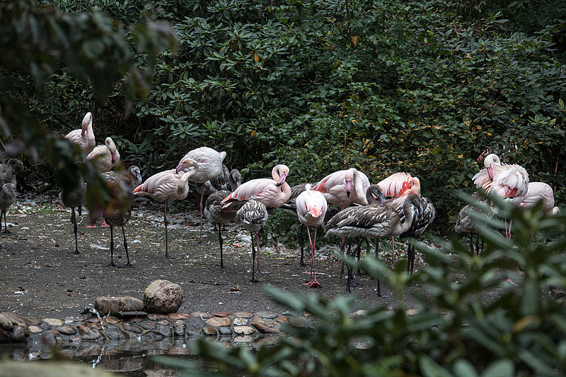 20140926 5481VRAw [D~SFA] Flamingo, Vogelpark, Walsrode