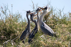 20150518 7937VRTw [R~F] Graureiher (Ardea cinerea), Parc Ornithologique, Camargue