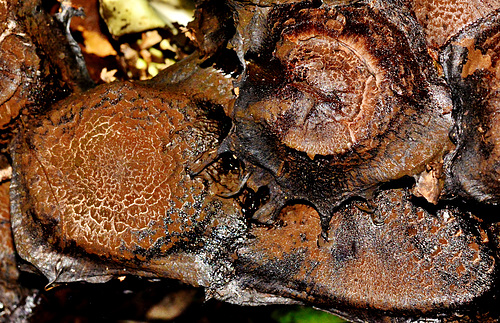 Decaying Shaggy Inkcap. Coprinus comatus.