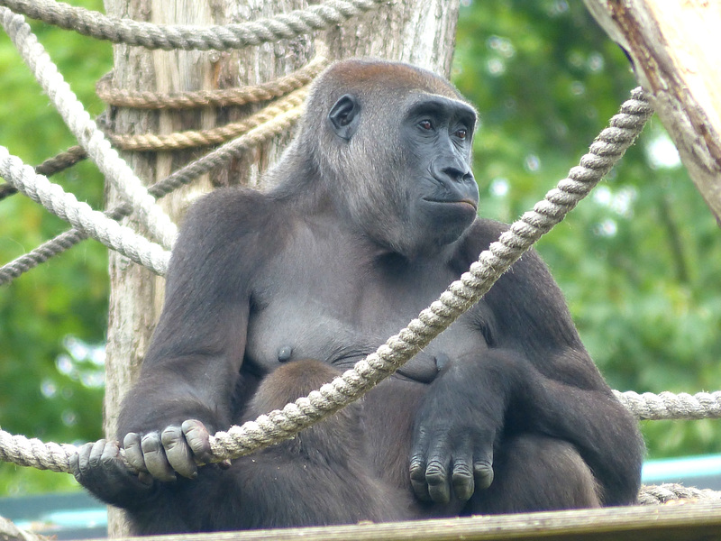 Western Lowland Gorilla (5) - 18 May 2017
