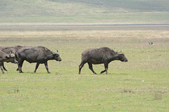 Ngorongoro, African Buffalos (Syncerus Caffer)