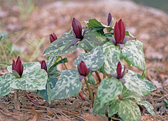 Trillium Octet