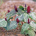 Trillium Octet