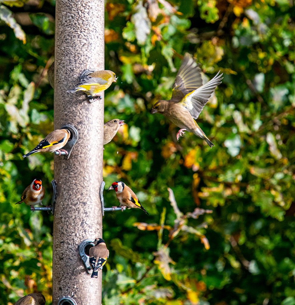Greenfinch and goldfinch