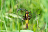 Broad-bodied Chaser-DSA0972