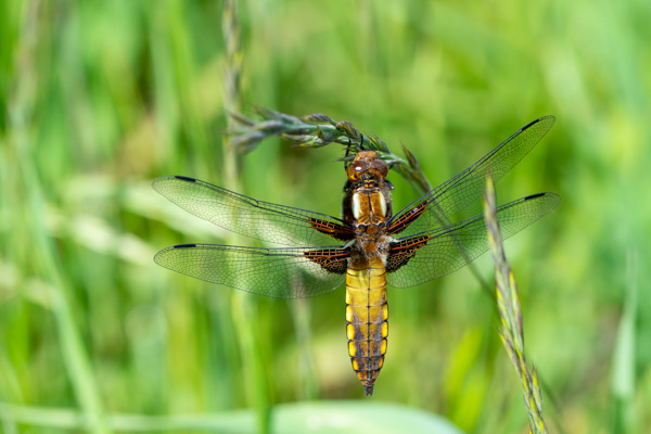 Broad-bodied Chaser-DSA0972