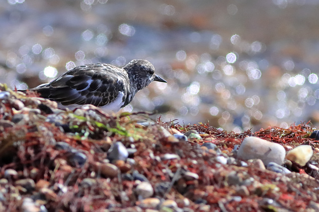 EOS 90D Peter Harriman 11 19 23 45546 turnstone dpp