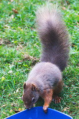 Red Squirrel