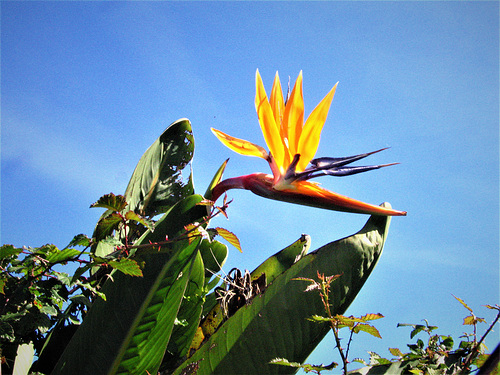 Ave do Paraíso