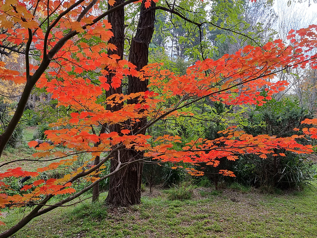 Berrima in autumn