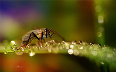 Dew Cure