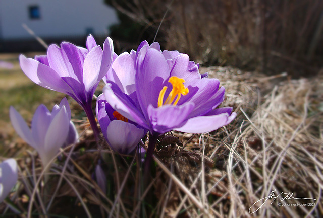 Krokusse im Garten