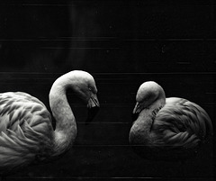 Tiergarten Straubing, Film Tiergarten Straubing, Film