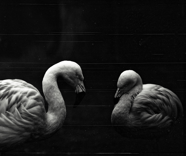 Tiergarten Straubing, Film