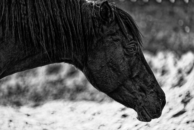 20240331_cooper ranch südharz (d800)