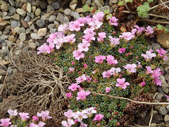 SaxifrageLoveYou2025