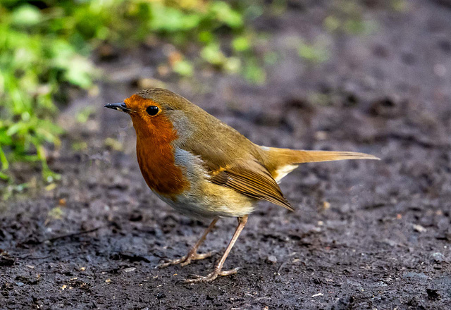 Robin