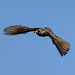 Starling in flight