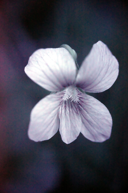 Little purple flower