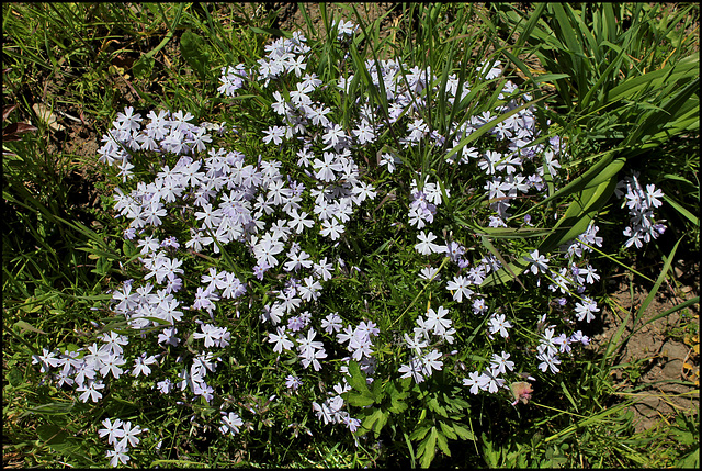 Phlox subulata