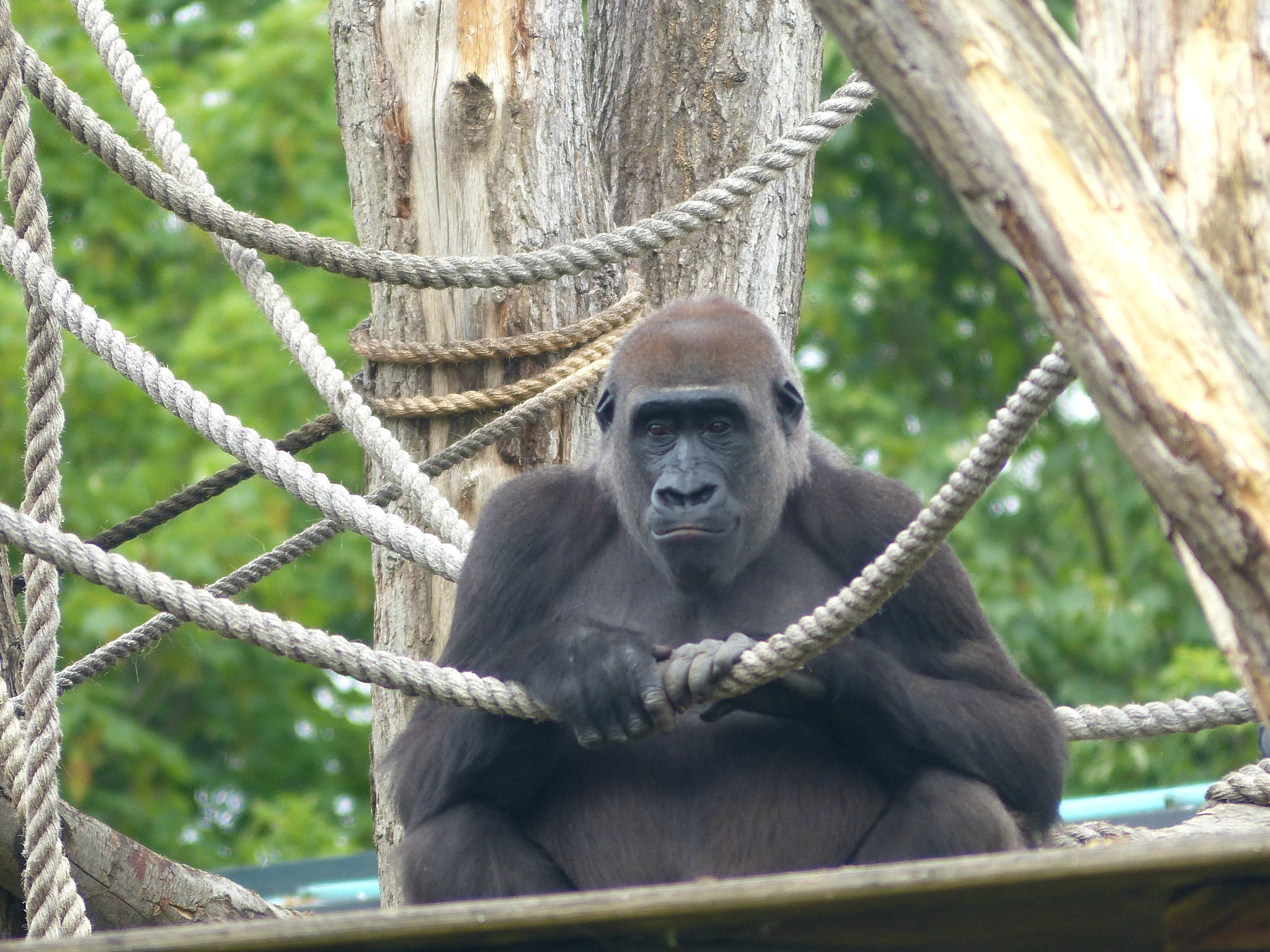 Western Lowland Gorilla (6) - 18 May 2017