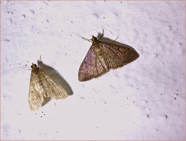 Moths IMG_2658