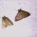 Moths IMG_2658