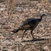 Wild turkey