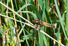 Broad-bodied Chaser-DSA0984