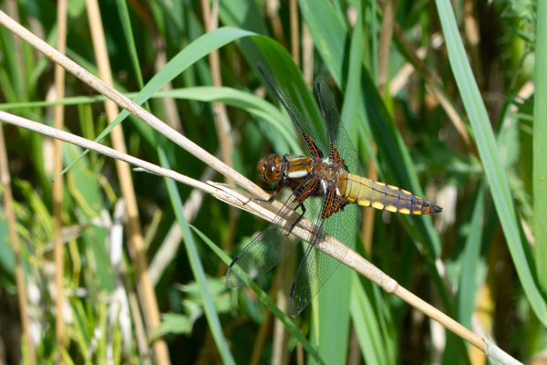 Broad-bodied Chaser-DSA0984