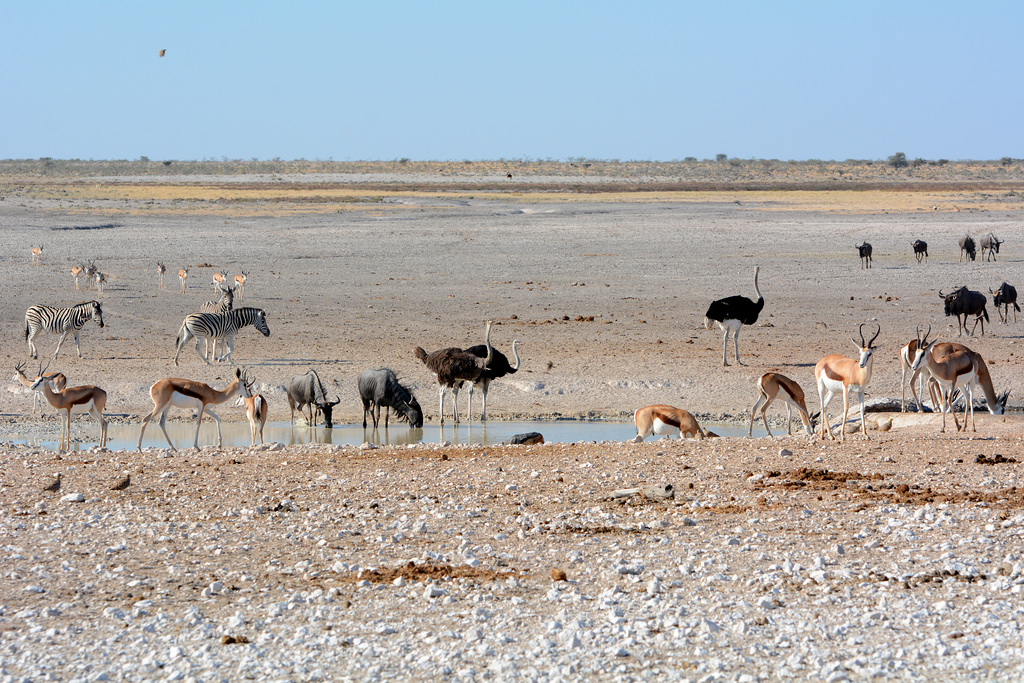 Namibia, Etosha National Park, Animals at the Watering Hole in the Morning