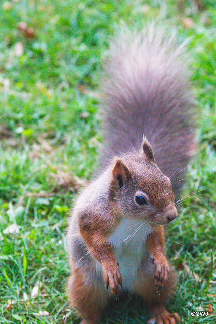 Red Squirrel