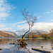 The one tree, Lake Padarn