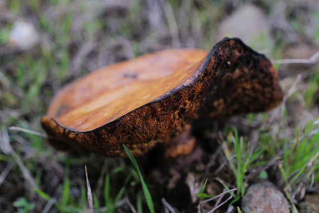 Phlebopus marginatus, Penedos