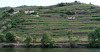 Terraced vineyards