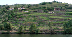 Terraced vineyards