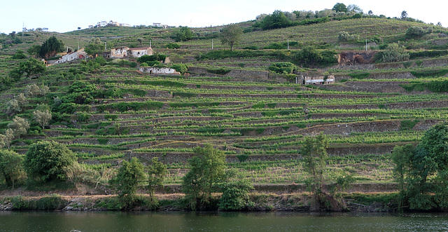 Terraced vineyards