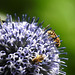 20230716 2201CP~V [D~LIP] Kugeldistel, Dunkle  Erdhummel (Bombus terrestris), Gelbbindige Furchenbiene (Halictus scabiosae),  Bad Salzuflen