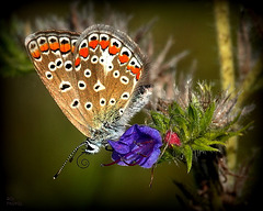 Un papillon, ça trompe