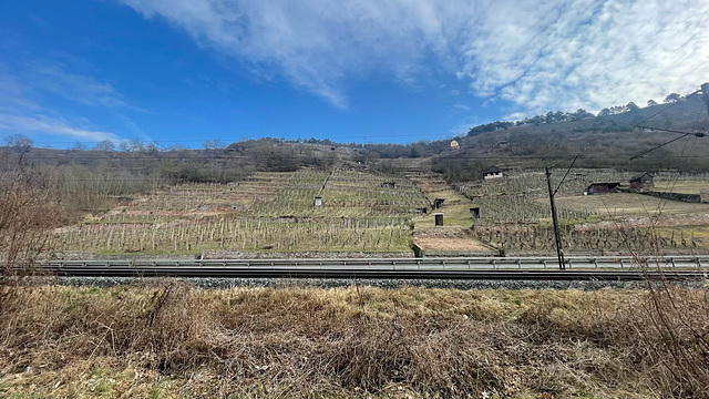 Steep vineyard  (1)